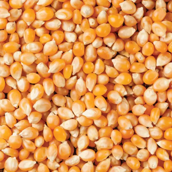 Popcorn Kernels Seeds Popping Corn - 1kg 2kg 5kg 10kg 20kg 30kg 40kg Bulk