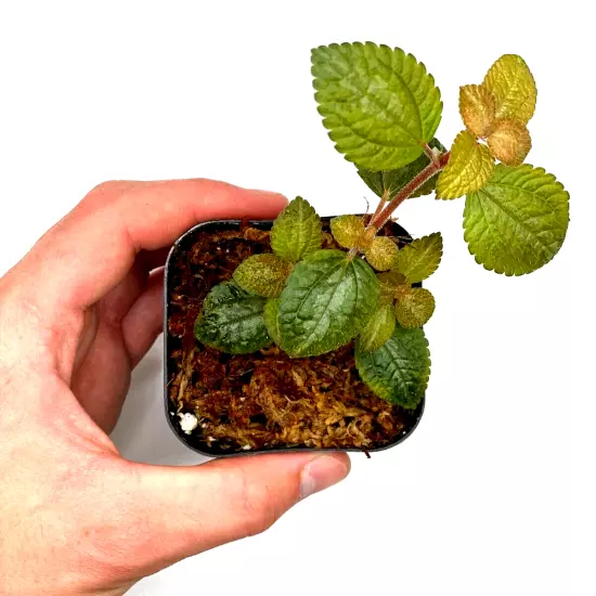 Pilea Moonlight (2.5" Pot) / Live Terrarium Plant / Rare Plant