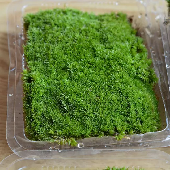 Artificial Micro Moss Aquarium Plant Landscape Lawn Green Carpet Decor