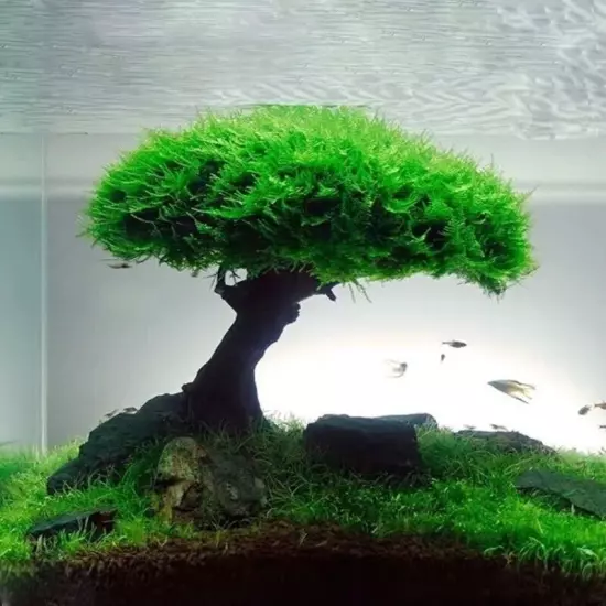 Fish Tank Plant Moss Tree Decorations Landscaping Wood Plant Root Driftwood Aqua