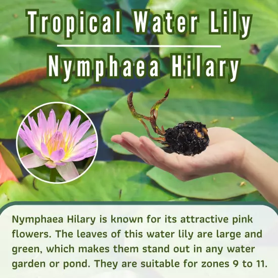 Buy2Get1Free Pink Hilary Tropical Waterlily Live Freshwater Plants Pond Flower