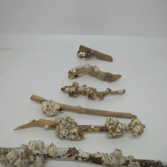 9 Pieces Natural Driftwood Aquarium Taxidermy Reptile Fish Tank Beach 1/4"