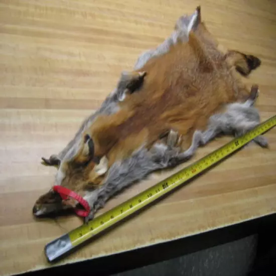 Craft Grade Tanned Red Fox Hide Furs Coats Taxidermy # 0035929 Row A-9