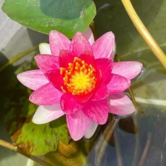 Buy2Get1Free Red Sultan Hardy WaterLily Tuber Live Freshwater Plant Pond Flower