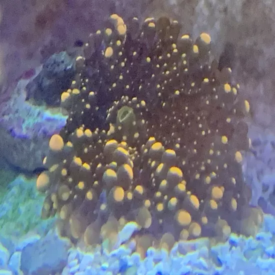 13 Mixed Frags Guaranteed 1 Hammer Or Frogspawn! Free Overnight Shipping