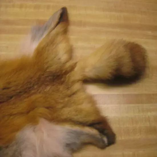 Craft Grade Tanned Red Fox Hide Furs Coats Taxidermy # 00000083 Row A-8