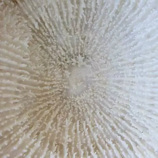 White Natural Hard Coral Ocean Marine Salt Water Aquarium Decor Art 8 x 6”