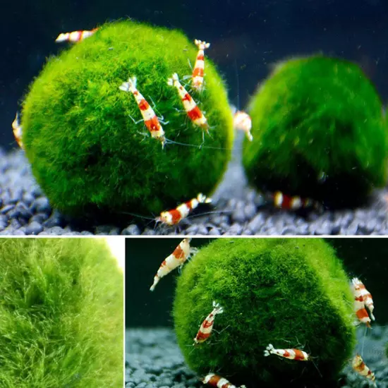 Aquarium Landscaping Decoration Green Algae Balls'