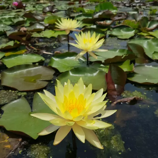 Buy2Get1Free Yellow Charlene Strawn Hardy Waterlily Live Pond Plants Flower Fish