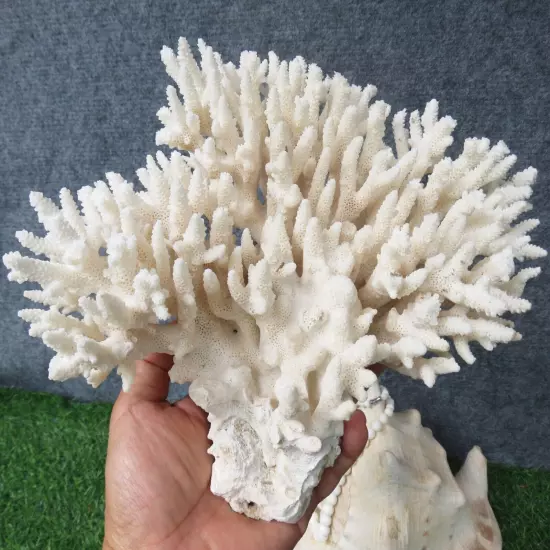 950G Natural Real Sea Coral White Reef Aquarium Decor Coral Home Decoration