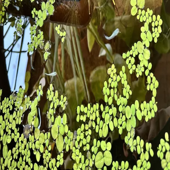 SALVINIA MINIMA POND OR AQUARIUM PLANT FAST GROWING — 300+ Leaves In 1.86oz CUP