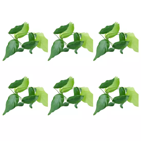 Package Loose Anubias Nana Live Aquarium Plants Decoration Tanks Freshwater Fish