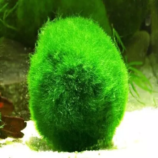 1 inch Marimo Moss Ball (Cladophora Live Aquarium Plant) Fish Tank plant