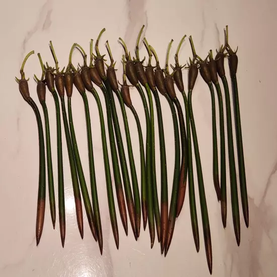 20 Red Mangrove Seeds - Saltwater Freshwater Aquarium Plants