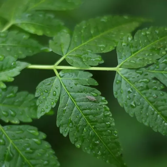 01 Neem (Azadirachta indica) Live Medicinal Plant length 15 inch for Planting