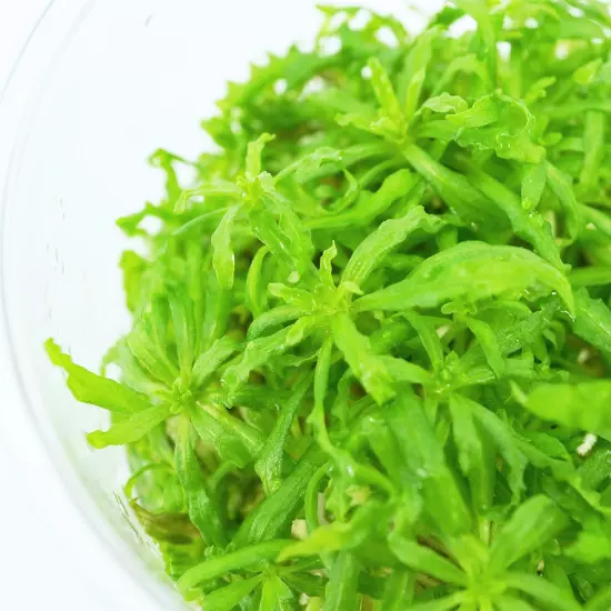 Buy2Get1Free Downoi Pogostemon Helferi Tissue Culture Live Plants Fresh Aquatic