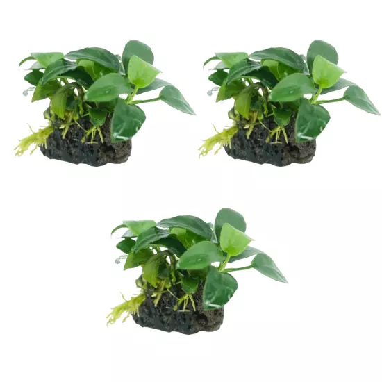 Package Driftwood Anubias Nana on Stone Live Aquariums Plants Mix Decor Variety