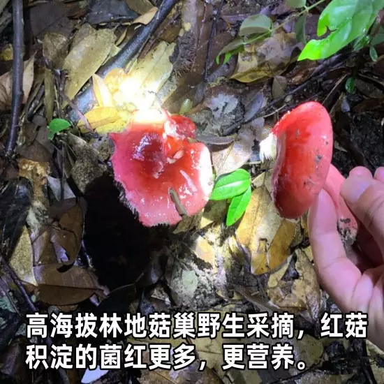 Wild red mushroom dried goods Fujian Zhenghong mushroom