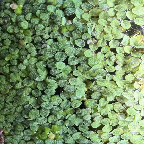 1/2 cup (80-90Leaves)Salvinia Minima Aquarium Floating Plant BUY 2 GET 1 FREE