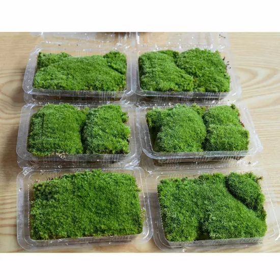 Artificial Micro Moss Aquarium Plant Landscape Lawn Green Carpet Decor