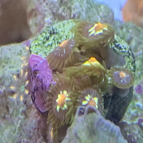 13 Mixed Frags Guaranteed 1 Hammer Or Frogspawn! Free Overnight Shipping