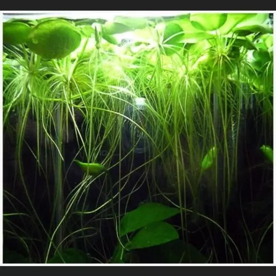 Frogbit Plant 20+ Live Floating Aquatic Plant 