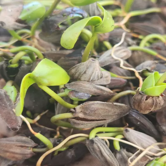 10 White Mangrove Small Plant Laguncularia Racemosa Shore Restoration Beach Tree