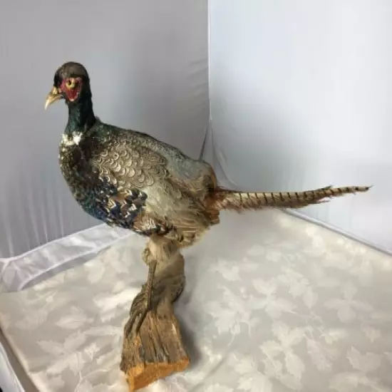 Vintage Taxidermy Pheasant Mounted on Natural Wood Base