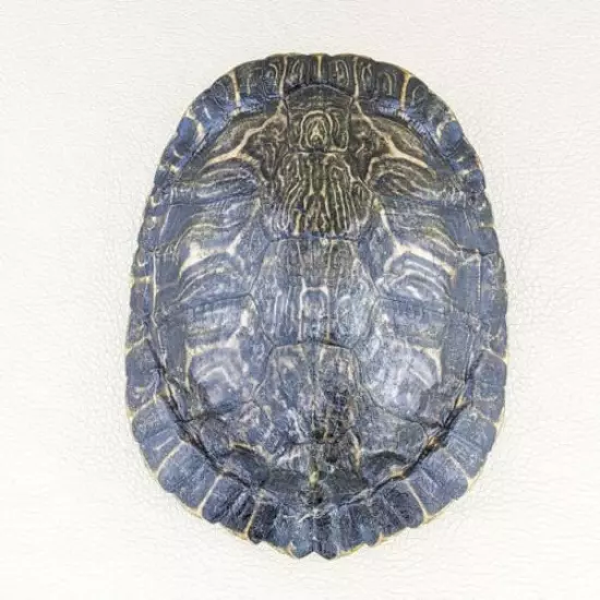 w64c Taxidermy oddities Curiosities River Cooter Turtle shell glass dome display