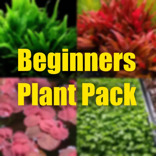 $35 Aquarium Plant Beginners pack easy aquarium plants for beginners.