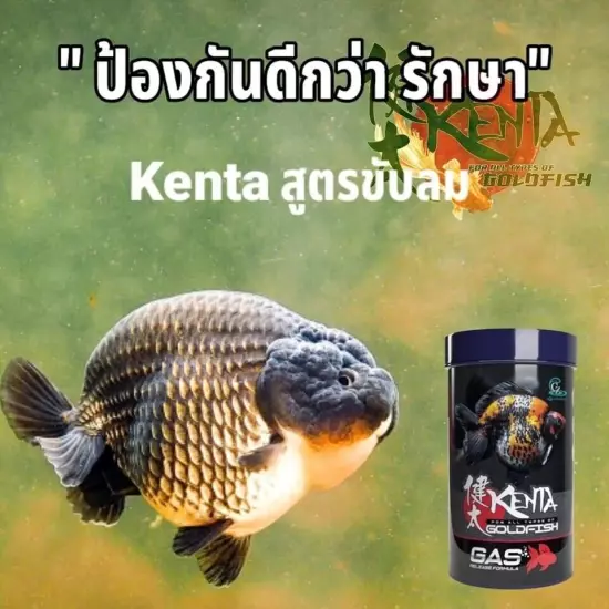 KENTA Gas Release Formula Goldfish Food Sinking Pellets With Ginger by CZ AQUA