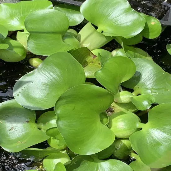 Water Hyacinth (1) & Duckweed Aquatic Floating Water Pond Plant