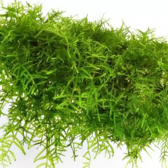 Live Plant Taxiphyllum Barbieri Java Moss for Freshwater Planted Tank 1x1 inch