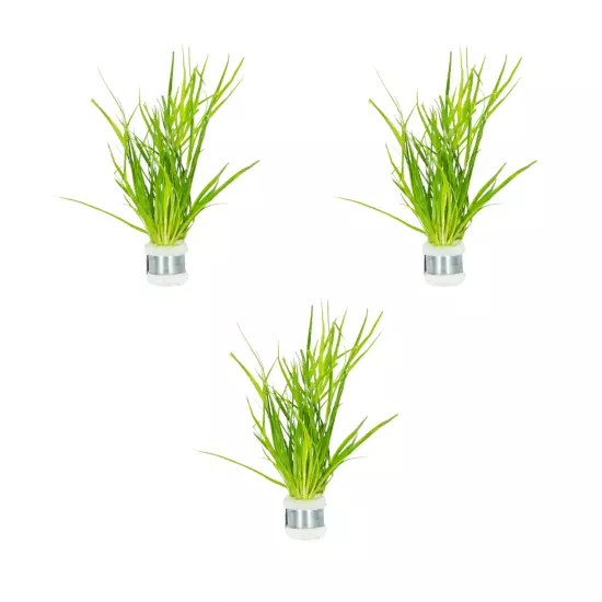 Package Bundle Juncus Repens Live Aquarium Plants for Fish Tanks Easy Care Decor