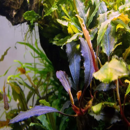 Bucephalandra Brownie Ghost Grown in Vitro Tissue Culture Live Plants Aquariums