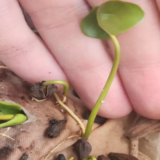 10 White Mangrove Small Plant Laguncularia Racemosa Shore Restoration Beach Tree