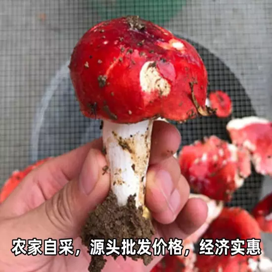 Wild red mushroom dried goods Fujian Zhenghong mushroom