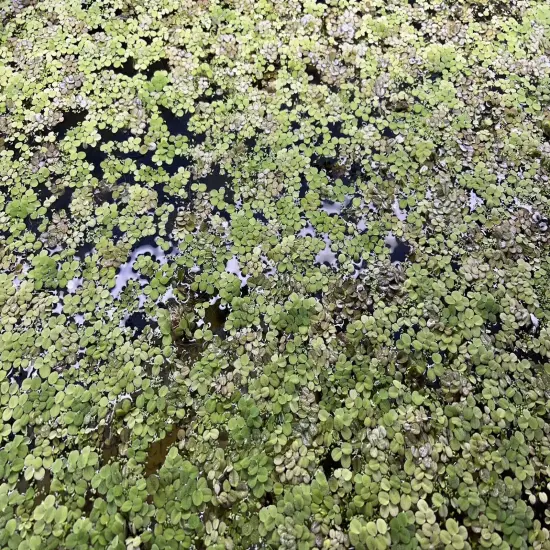 100+ Giant Duckweed - super easy Aquarium or Pond plant (Moss) BUY2GET1FREE!