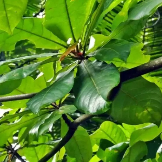 Catappa Indian Almond Leaves Ketapang Leaf Shrimp Betta Fish-Fresh 50Pcs