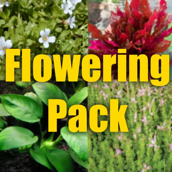 Flowering Aquarium plant package filled with flowering Aquarium plants 