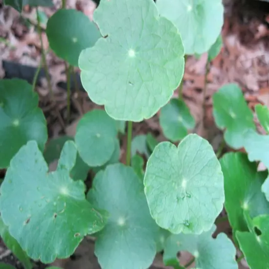 15 Brazilian Pennywort Water Ivy Hydrocotyle Live Aquarium Plant Round Leaves