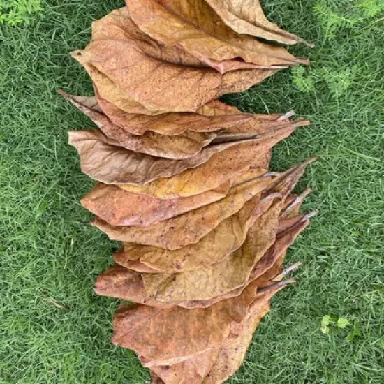 Catappa Indian Almond Leaves Ketapang Leaf Shrimp Betta Fish-Fresh 50Pcs