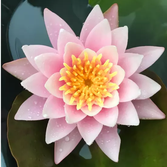 Buy2Get1Free Red Ploi Dang Tropical Waterlily Live Freshwater Plants Pond Flower