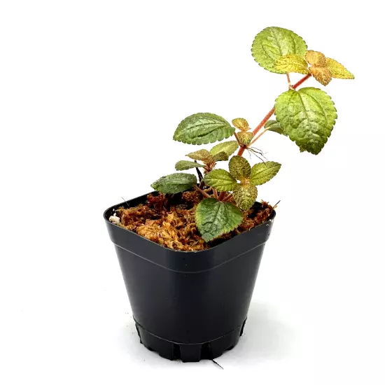 Pilea Moonlight (2.5" Pot) / Live Terrarium Plant / Rare Plant