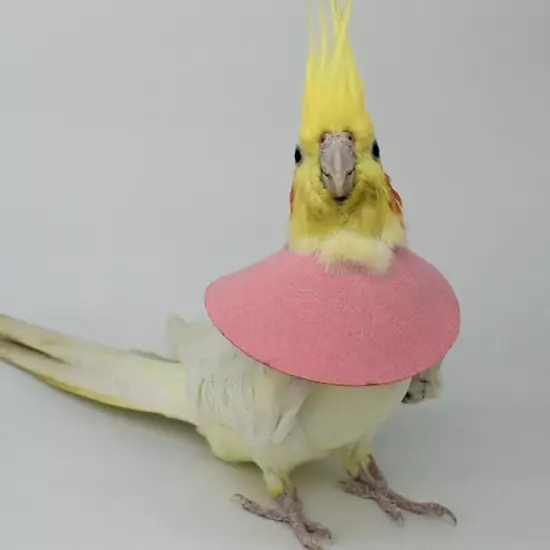 Parrot Protection Cone Neck Birds Elizabethan Collar Recovery Collar Bird Cloak