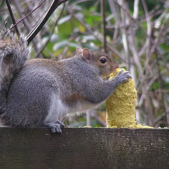 Sweet Corn Squirrelog, 6-Pack Refill