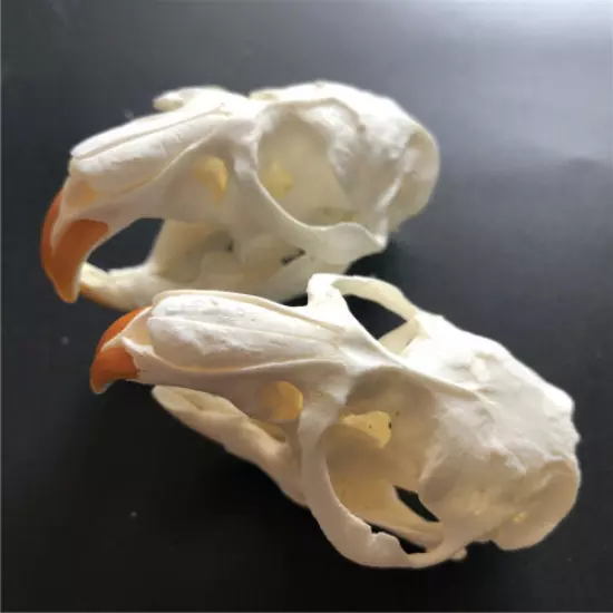 3 pcs animal skull real muskrat skull collection specimen crafts about 8x4cm