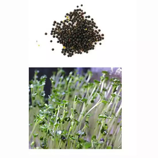 1Bag Aquarium Plant Seeds Aquatic Mini Hair Grass Carpet Water Grass Fish Tank #