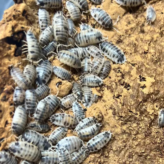 12 ct. Porcellio laevis "Dariy Cow" Isopods - Exo-Morphs - Live Arrival