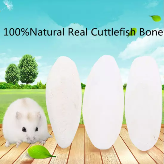 20x Natural Cuttlefish Bone 8cm Bones Suitable For Birds Tortoise Snails